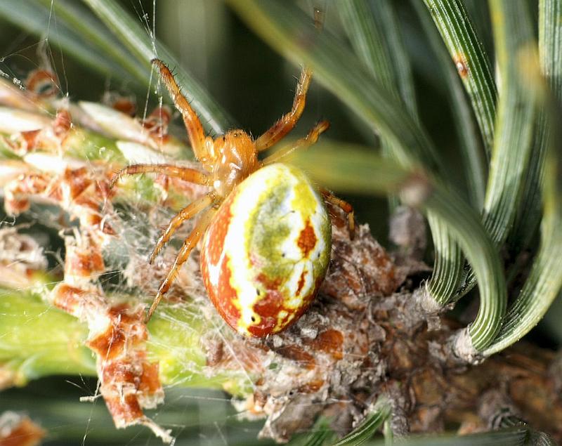 Araniella_displicata_D2988_Z_84_NP De Hoge Veluwe_Nederland.jpg